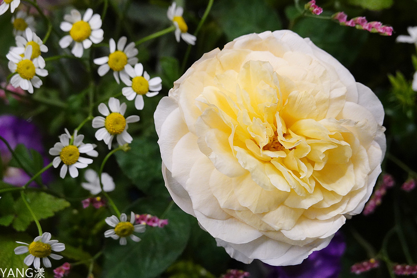 喜園涮涮鍋民生浪漫店