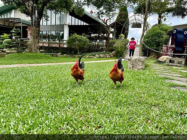 桃園·龍潭必吃餐廳｜山水緣庭園景觀餐廳·有戶外大草原｜首推客家美食｜家庭聚餐首選｜親子餐廳· 隱身山裡的古厝秘境餐廳