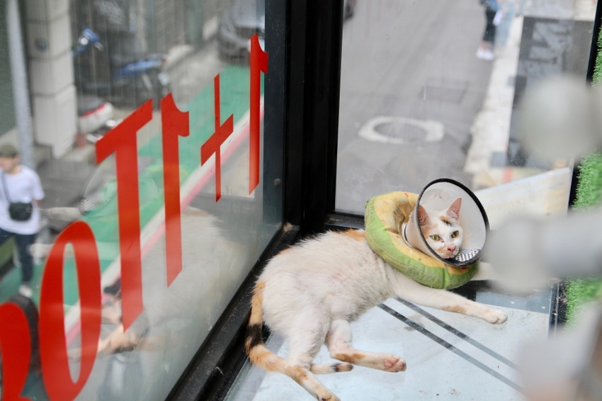 台北中山商圈咖啡廳1+1 Together Republic 寵物友善、獨立包廂 慵懶放鬆的小空間