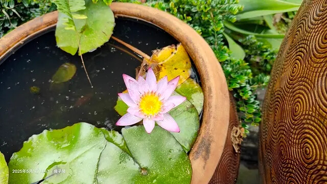 2025桃園巴耐無菜單料理、Ba Nai 品味藝術料理，用原