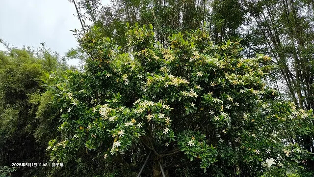 2025桃園巴耐無菜單料理、Ba Nai 品味藝術料理，用原