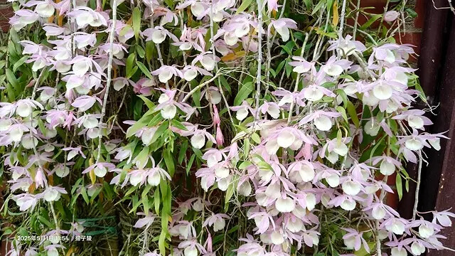 2025桃園巴耐無菜單料理、Ba Nai 品味藝術料理，用原