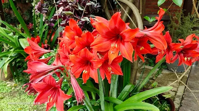 2025桃園巴耐無菜單料理、Ba Nai 品味藝術料理，用原