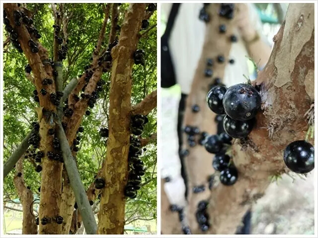 2025桃園巴耐無菜單料理、Ba Nai 品味藝術料理，用原