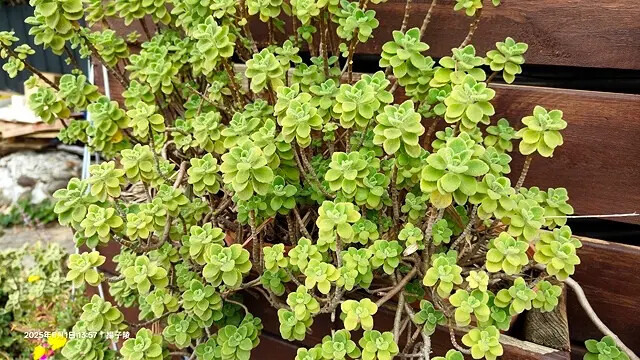 2025桃園巴耐無菜單料理、Ba Nai 品味藝術料理，用原