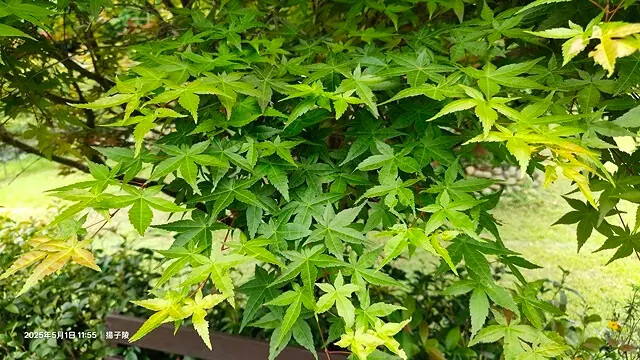 2025桃園巴耐無菜單料理、Ba Nai 品味藝術料理，用原