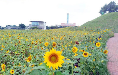中壢社大周四趴趴走[后里花田綠廊]曬到快冒煙啦!!