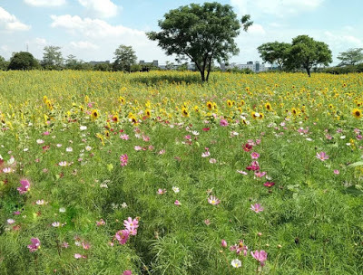 中壢社大周四趴趴走[后里花田綠廊]曬到快冒煙啦!!
