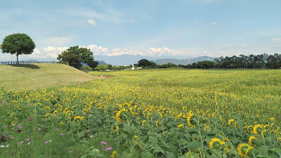 中壢社大周四趴趴走[后里花田綠廊]曬到快冒煙啦!!