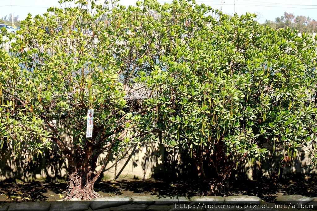 IMG_7050.JPG IMG_7050.JPG