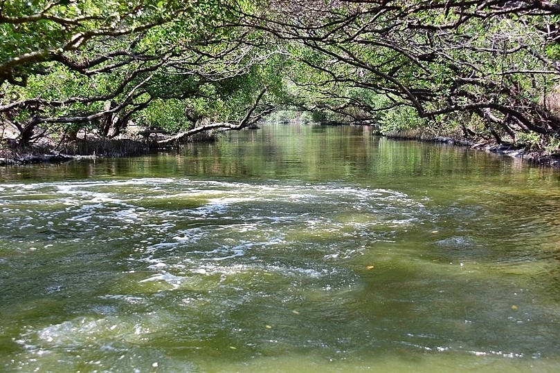 台版亞馬遜河:台南‧台江國家公園‧四草紅樹林綠色隧道
