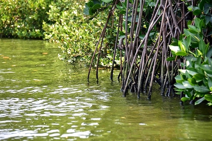 台版亞馬遜河:台南‧台江國家公園‧四草紅樹林綠色隧道