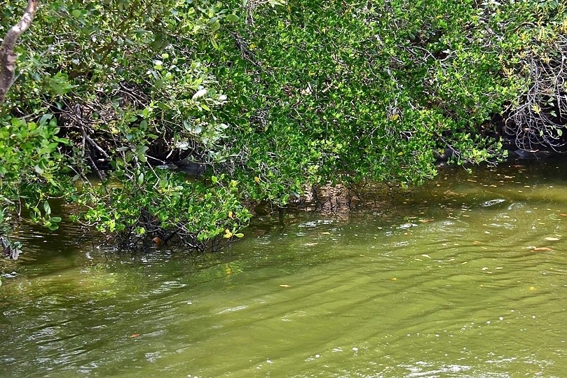 台版亞馬遜河:台南‧台江國家公園‧四草紅樹林綠色隧道