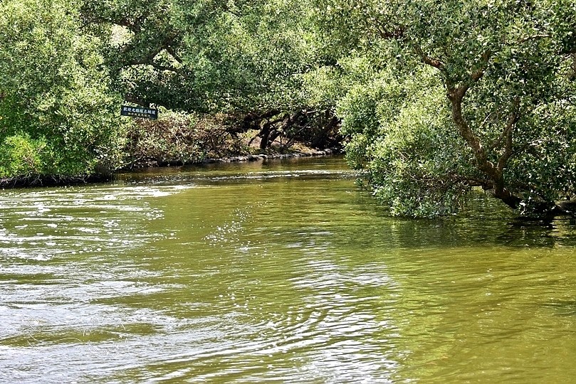台版亞馬遜河:台南‧台江國家公園‧四草紅樹林綠色隧道