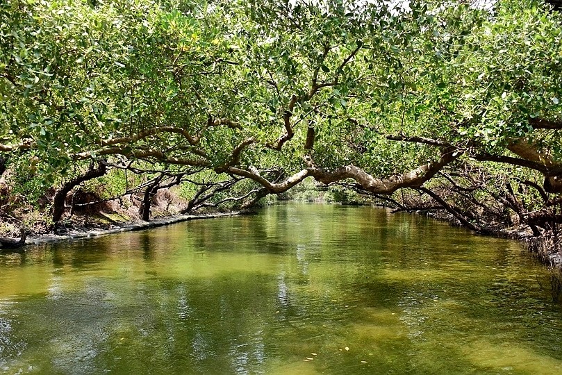 台版亞馬遜河:台南‧台江國家公園‧四草紅樹林綠色隧道