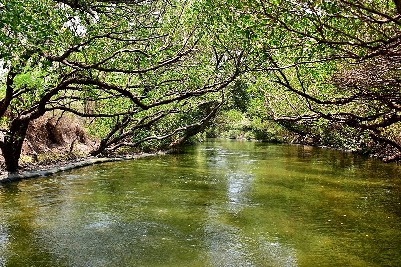 台版亞馬遜河:台南‧台江國家公園‧四草紅樹林綠色隧道