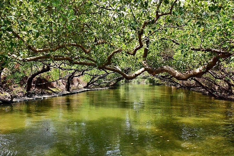 台版亞馬遜河:台南‧台江國家公園‧四草紅樹林綠色隧道