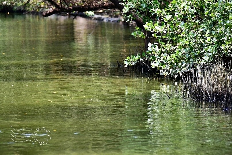 台版亞馬遜河:台南‧台江國家公園‧四草紅樹林綠色隧道