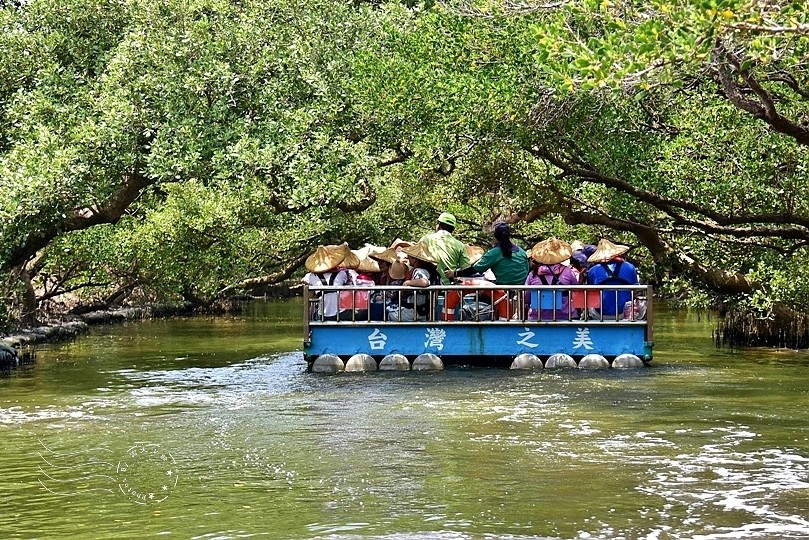 台版亞馬遜河:台南‧台江國家公園‧四草紅樹林綠色隧道