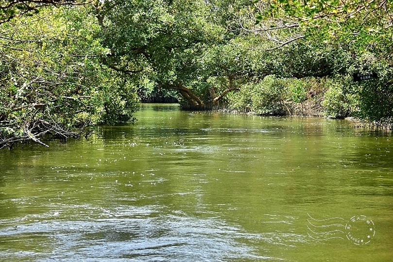 台版亞馬遜河:台南‧台江國家公園‧四草紅樹林綠色隧道
