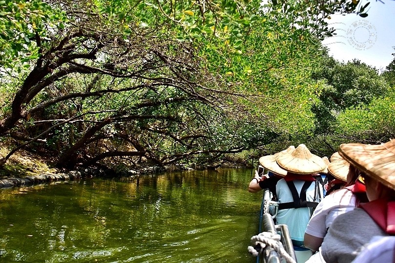 台版亞馬遜河:台南‧台江國家公園‧四草紅樹林綠色隧道