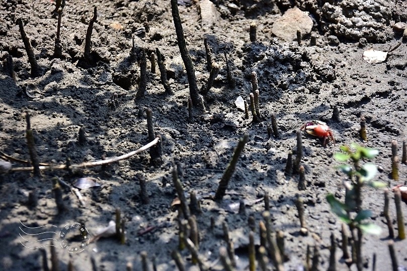 台版亞馬遜河:台南‧台江國家公園‧四草紅樹林綠色隧道