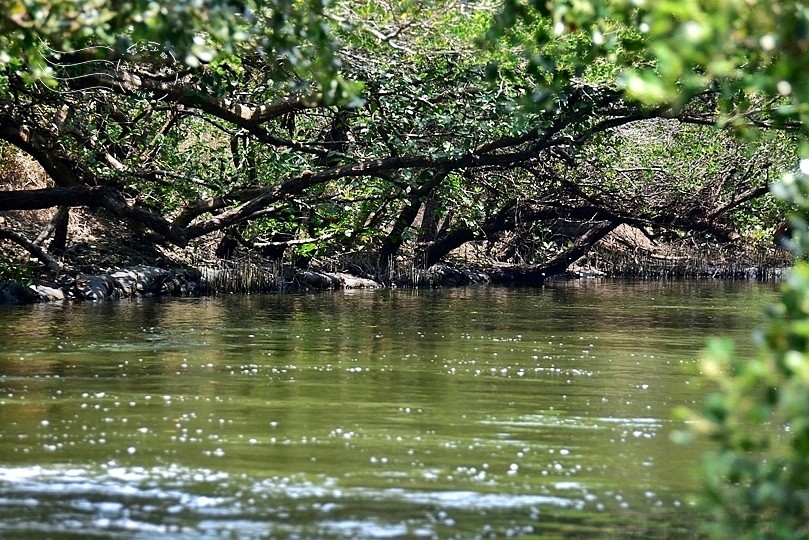 台版亞馬遜河:台南‧台江國家公園‧四草紅樹林綠色隧道