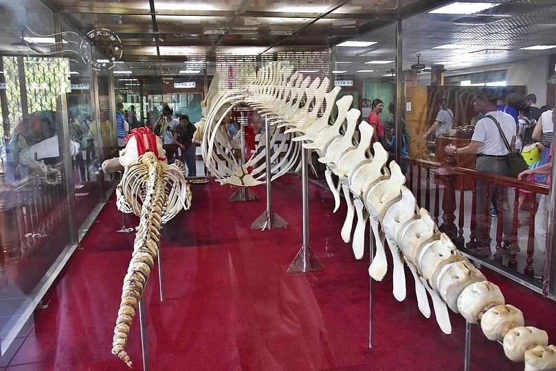 台版亞馬遜河:台南‧台江國家公園‧四草紅樹林綠色隧道