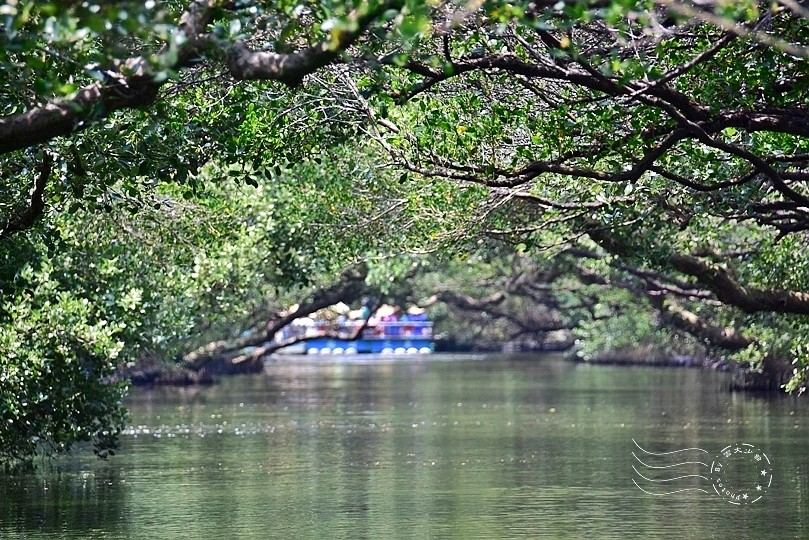 台版亞馬遜河:台南‧台江國家公園‧四草紅樹林綠色隧道
