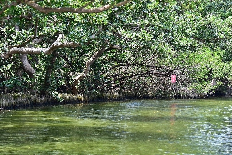 台版亞馬遜河:台南‧台江國家公園‧四草紅樹林綠色隧道