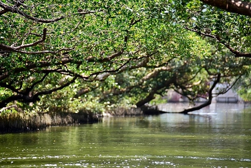 台版亞馬遜河:台南‧台江國家公園‧四草紅樹林綠色隧道