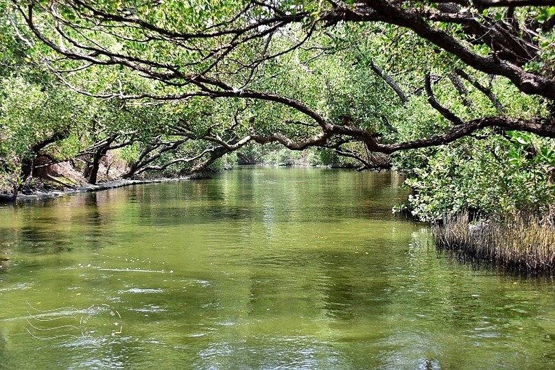 台版亞馬遜河:台南‧台江國家公園‧四草紅樹林綠色隧道