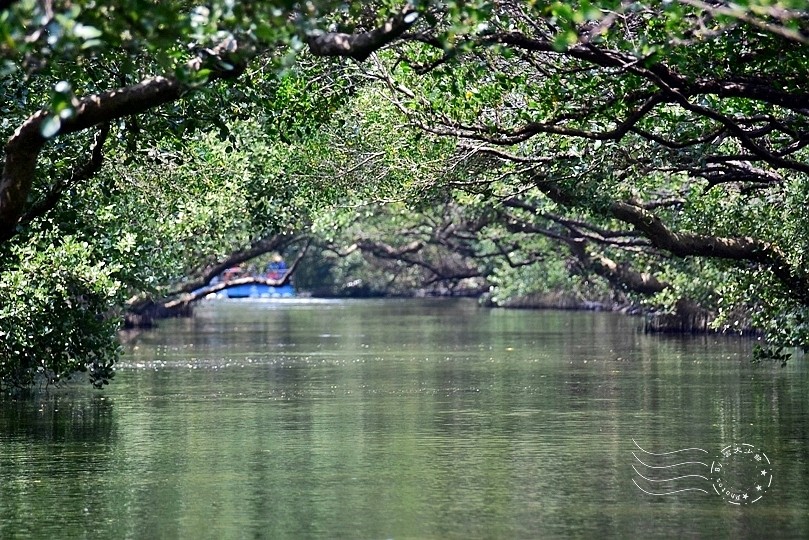 台版亞馬遜河:台南‧台江國家公園‧四草紅樹林綠色隧道