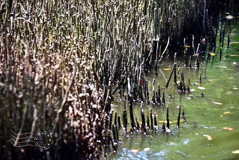 台版亞馬遜河:台南‧台江國家公園‧四草紅樹林綠色隧道