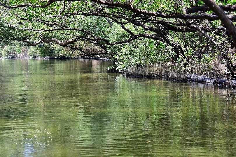 台版亞馬遜河:台南‧台江國家公園‧四草紅樹林綠色隧道