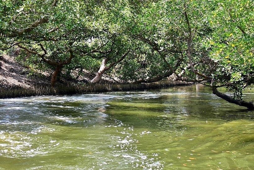 台版亞馬遜河:台南‧台江國家公園‧四草紅樹林綠色隧道