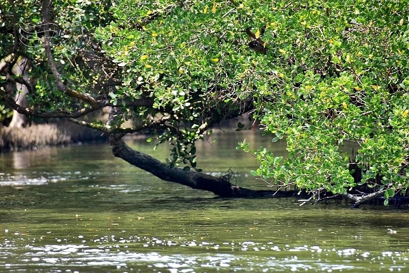 台版亞馬遜河:台南‧台江國家公園‧四草紅樹林綠色隧道