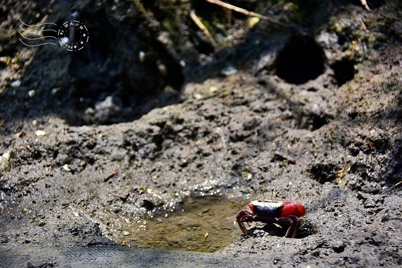 台版亞馬遜河:台南‧台江國家公園‧四草紅樹林綠色隧道
