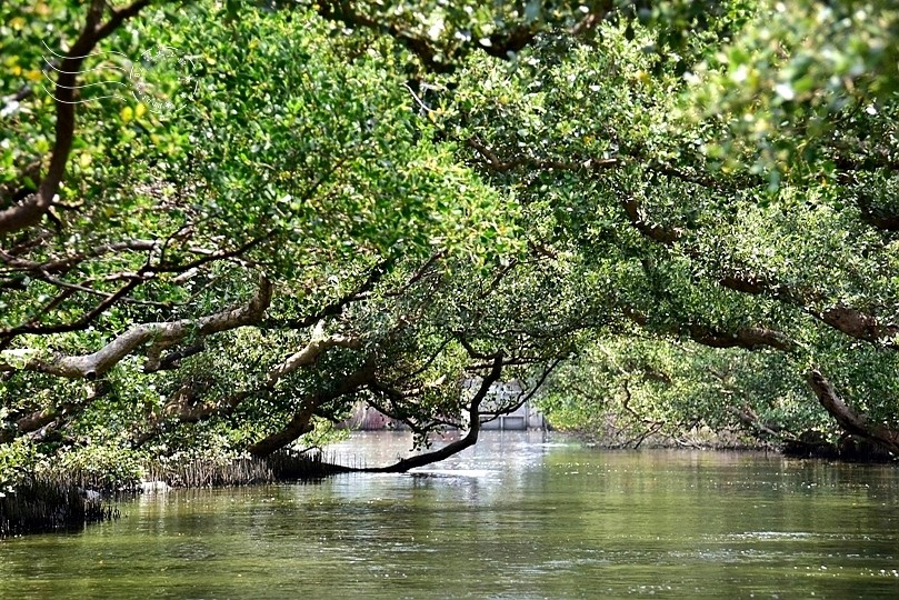 台版亞馬遜河:台南‧台江國家公園‧四草紅樹林綠色隧道
