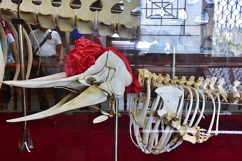 台版亞馬遜河:台南‧台江國家公園‧四草紅樹林綠色隧道