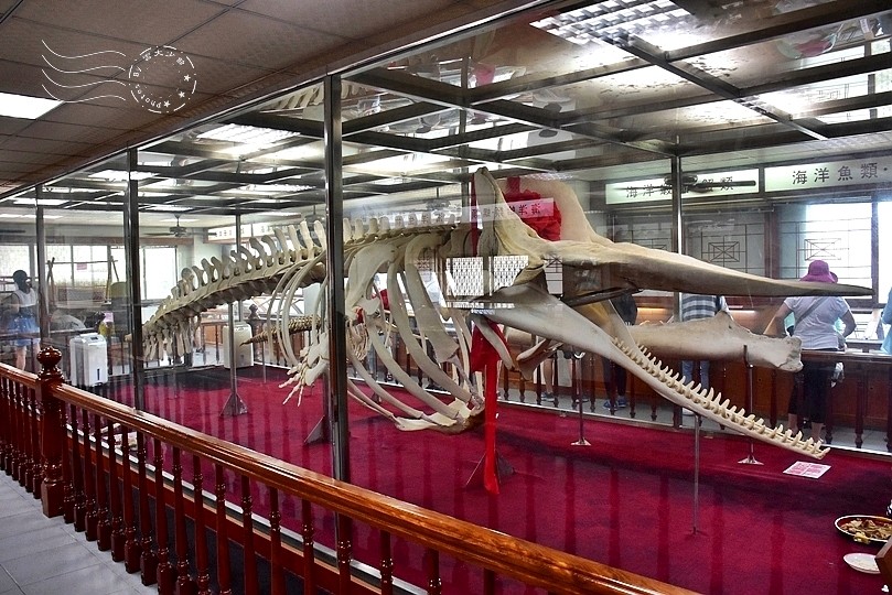 台版亞馬遜河:台南‧台江國家公園‧四草紅樹林綠色隧道