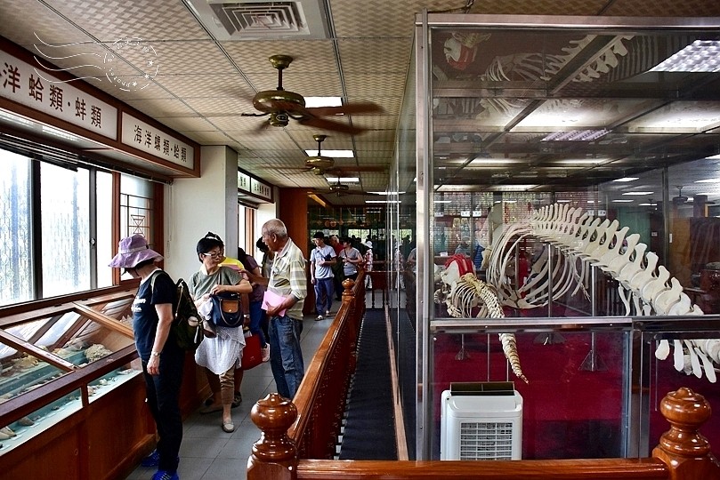 台版亞馬遜河:台南‧台江國家公園‧四草紅樹林綠色隧道