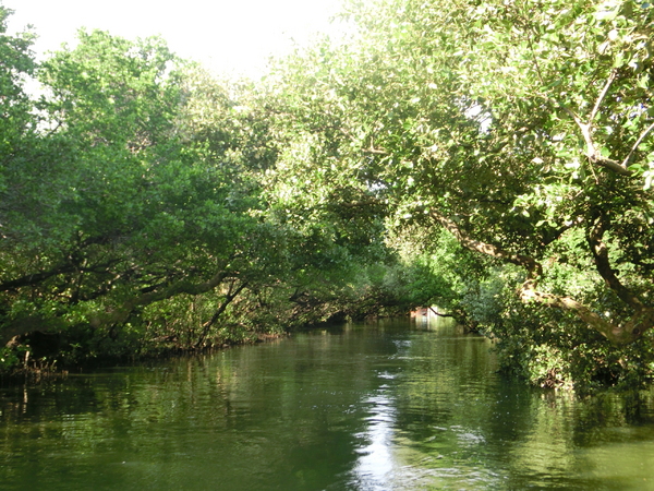 四草綠色隧道：四草綠色隧道