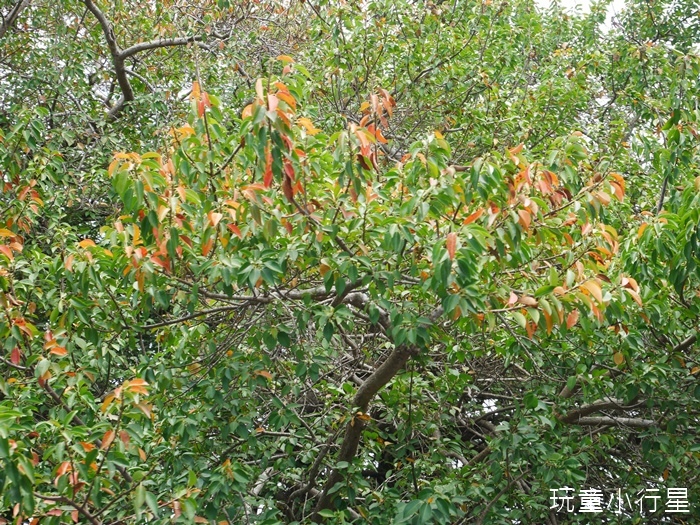 台江綠色隧道14.JPG 台江綠色隧道14.JPG