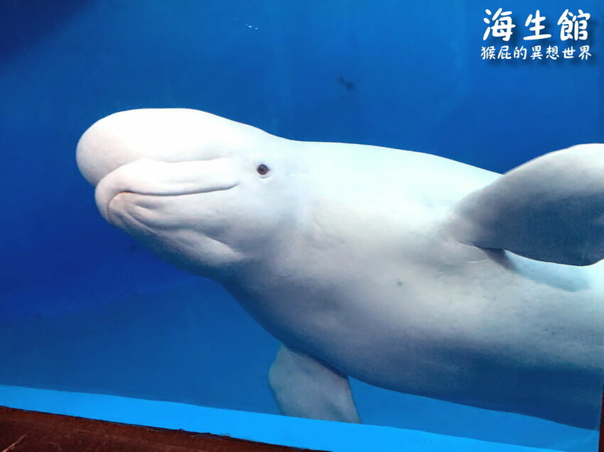 全台最大屏東墾丁海生館!偶像劇必拍景點!小白鯨超級可愛很會自拍,工讀生出來歐!