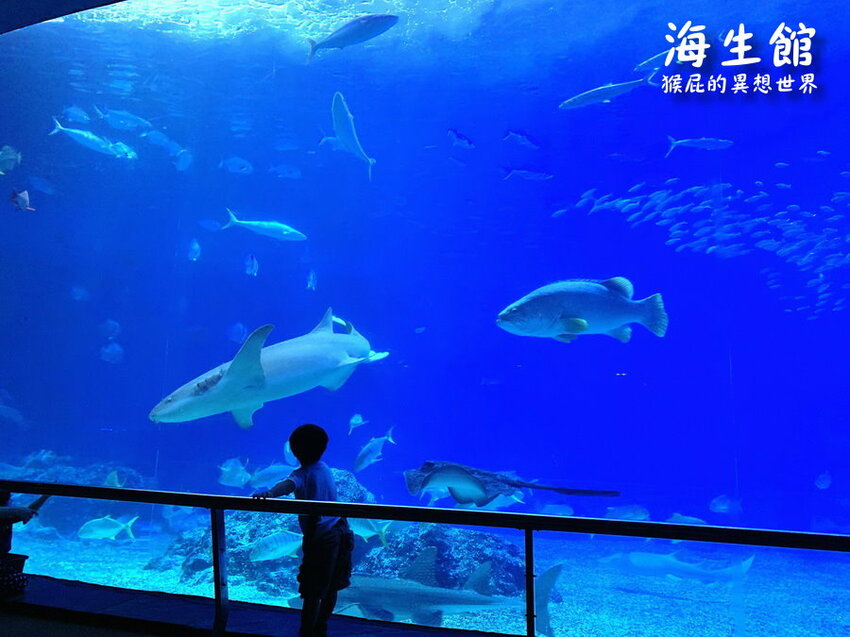 全台最大屏東墾丁海生館!偶像劇必拍景點!小白鯨超級可愛很會自拍,工讀生出來歐!