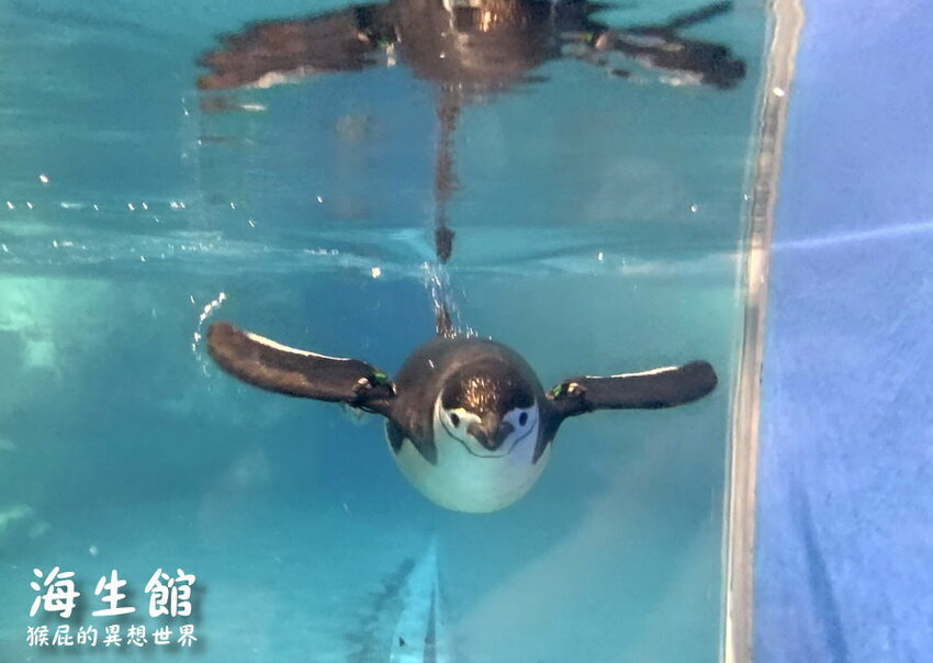 全台最大屏東墾丁海生館!偶像劇必拍景點!小白鯨超級可愛很會自拍,工讀生出來歐!