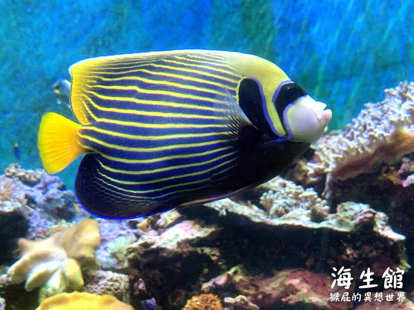 全台最大屏東墾丁海生館!偶像劇必拍景點!小白鯨超級可愛很會自拍,工讀生出來歐!