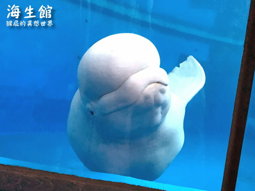 全台最大屏東墾丁海生館!偶像劇必拍景點!小白鯨超級可愛很會自拍,工讀生出來歐!