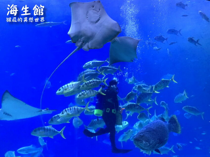 全台最大屏東墾丁海生館!偶像劇必拍景點!小白鯨超級可愛很會自拍,工讀生出來歐!